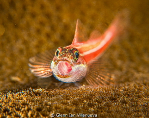 I find this photo amusing. Gobies yawns from time to time... by Glenn Ian Villanueva 